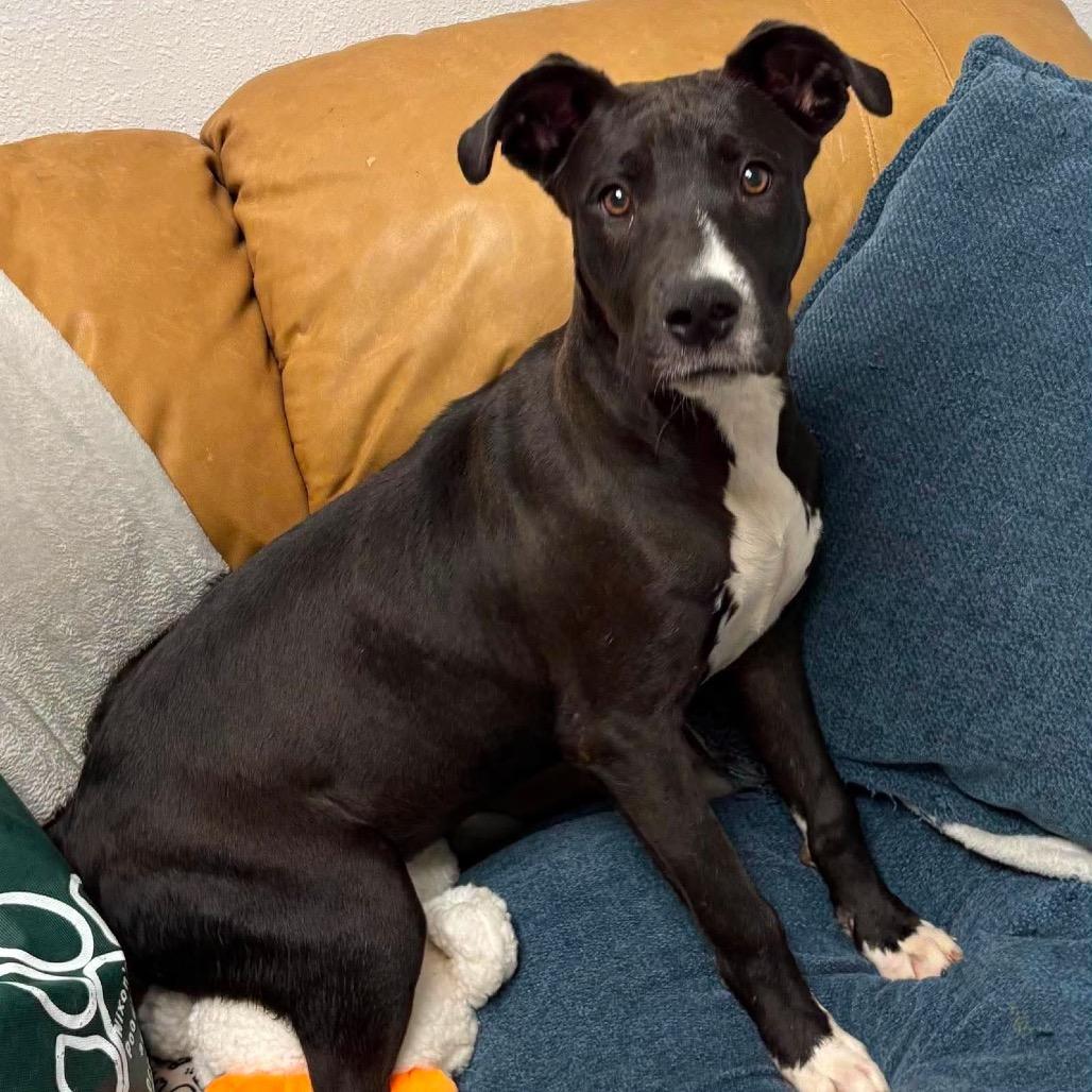 Enlarge Lorellei, a Adoptable mixed breed in Metamora, MI image 3/6