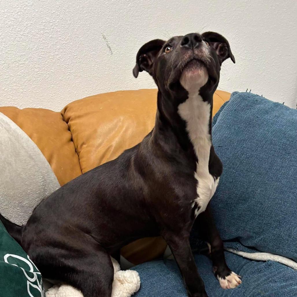 Enlarge Lorellei, a Adoptable mixed breed in Metamora, MI image 4/6