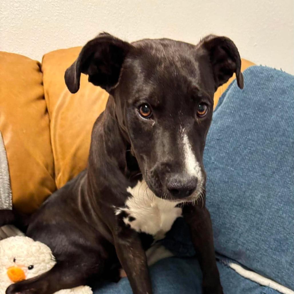 Enlarge Lorellei, a Adoptable mixed breed in Metamora, MI image 5/6