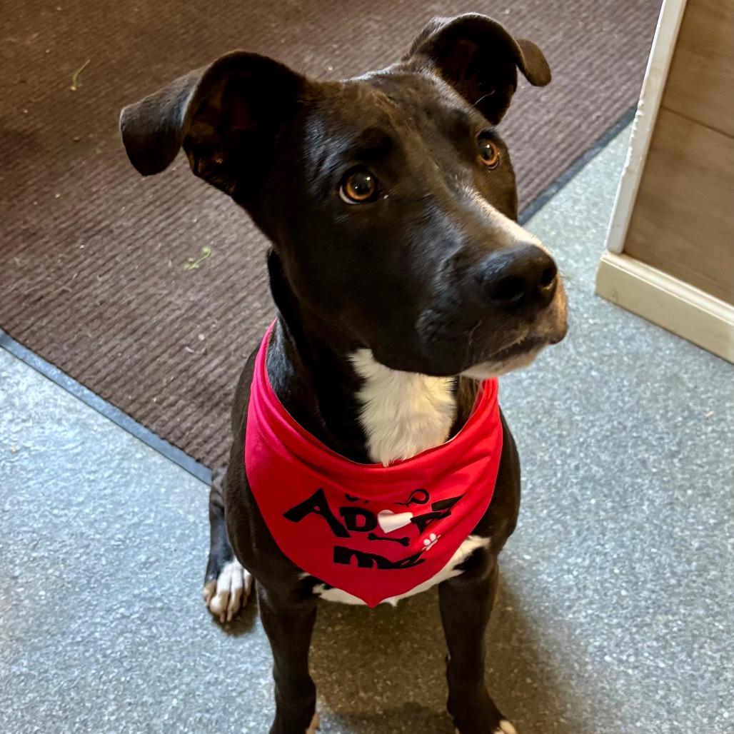 Enlarge Lorellei, a Adoptable mixed breed in Metamora, MI image 6/6
