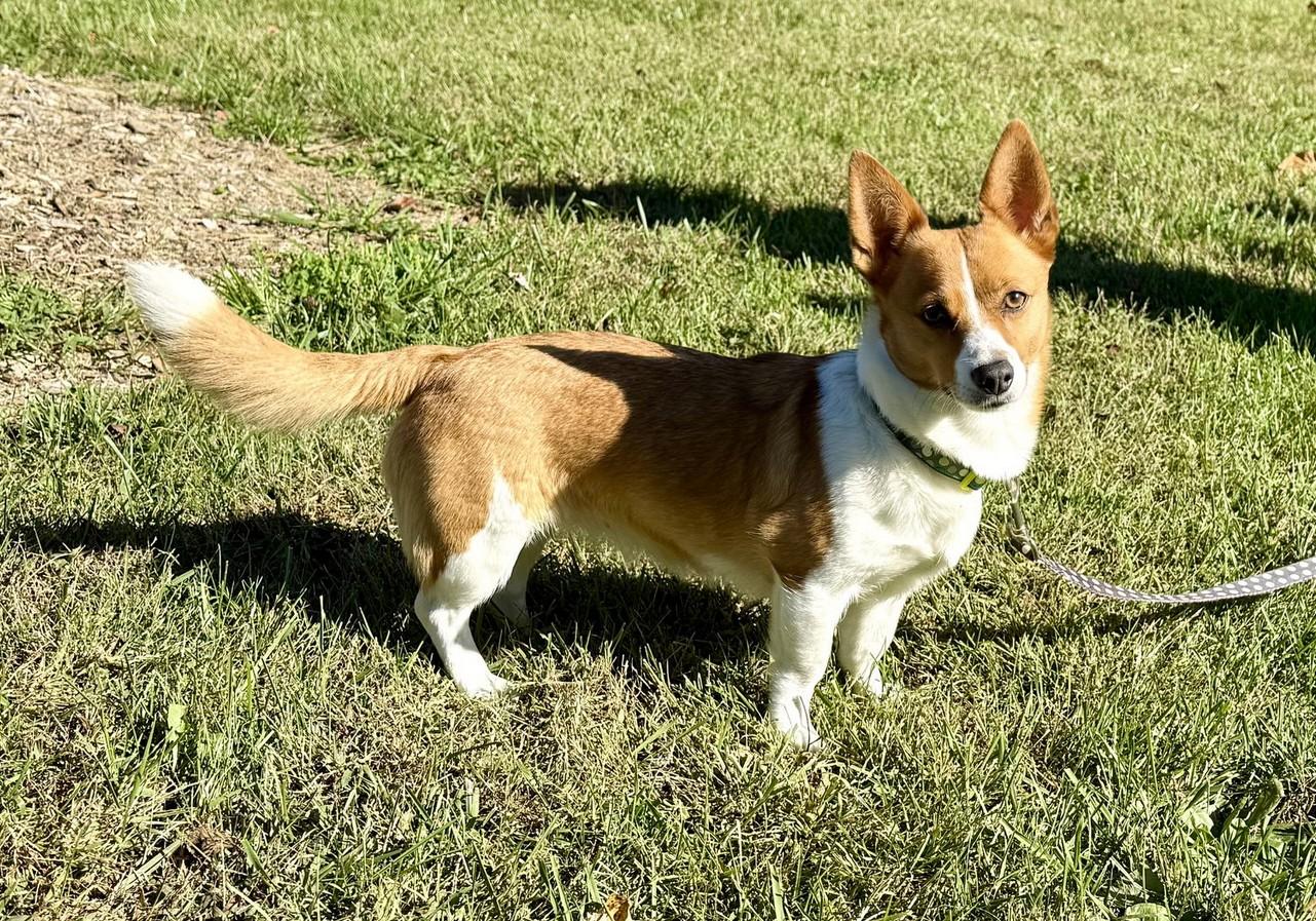 Enlarge Zeek & Bella, a Adoptable mixed breed in Landenberg, PA image 2/5