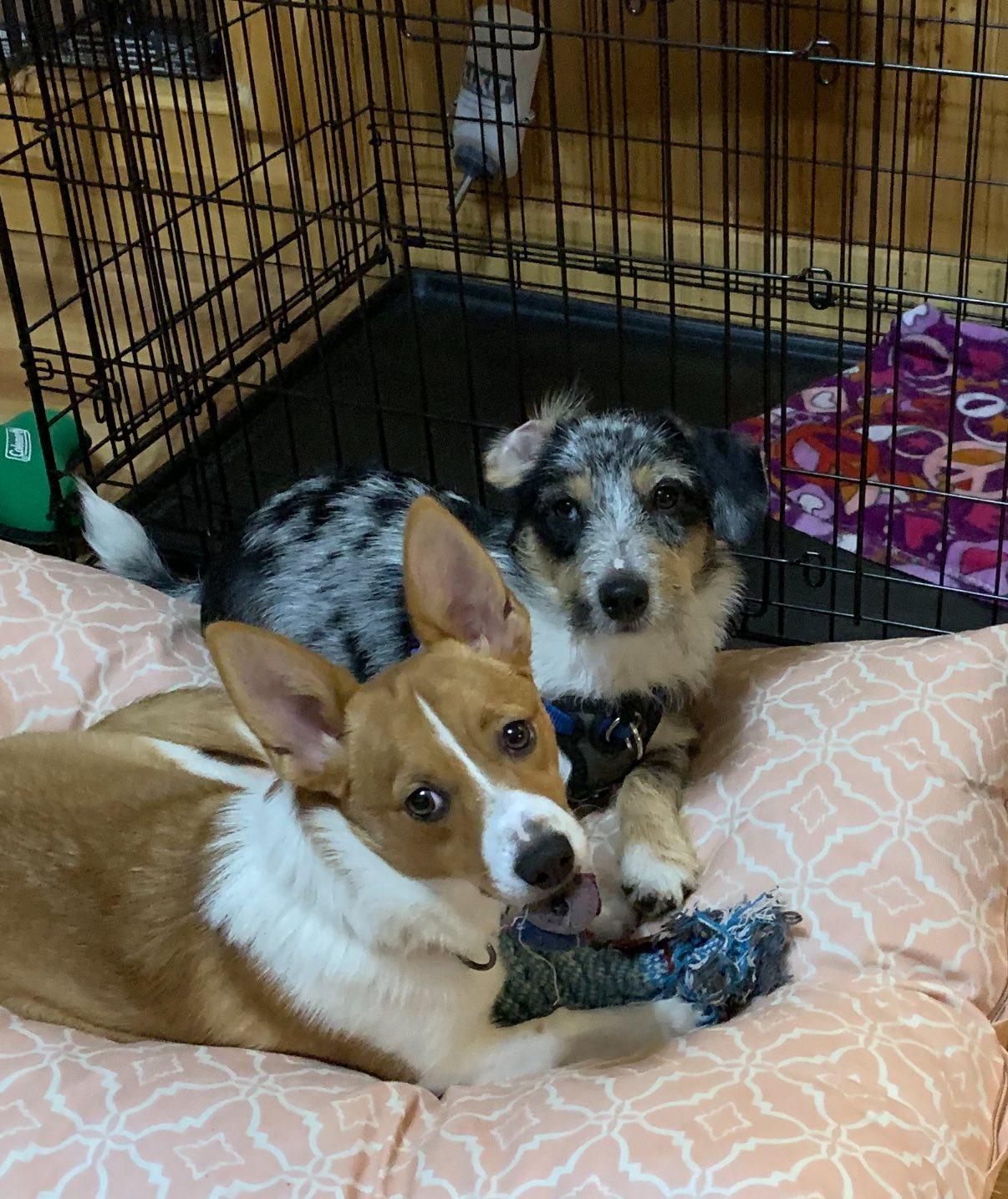Zeek & Bella, Adoptable, Adult Female Corgi & Jack Russell Terrier.