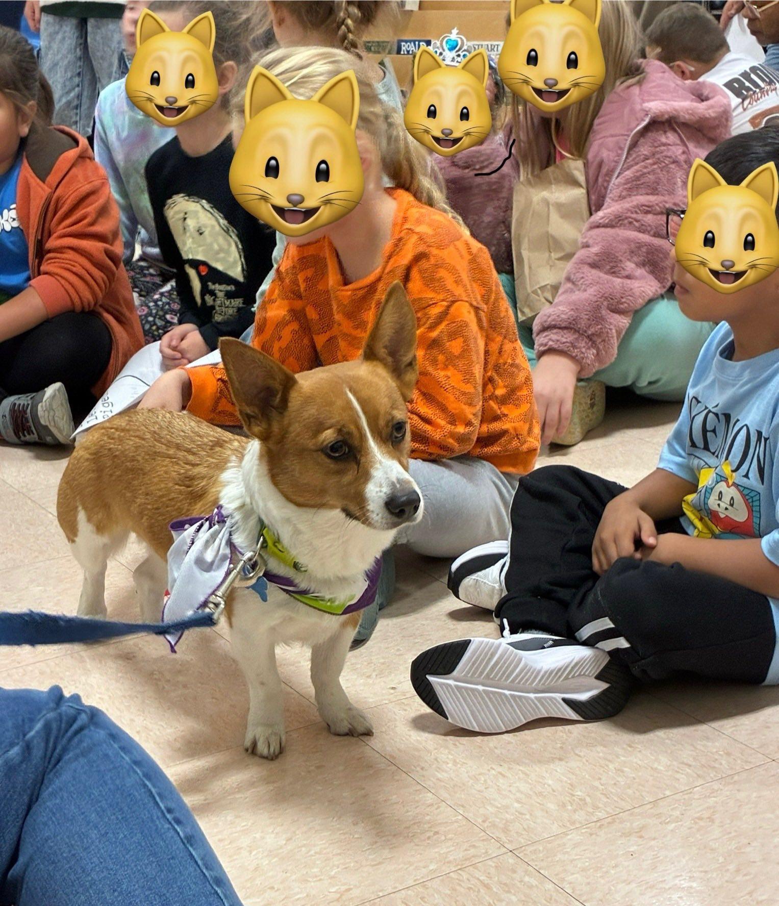 Enlarge Bella, an adopted mixed breed in Landenberg, PA image 3/4