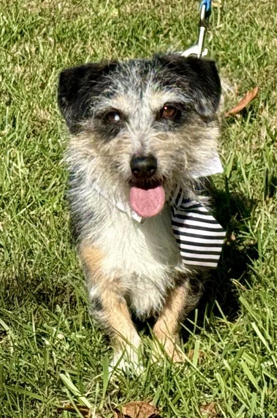 Enlarge Zeek & Bella, a Adoptable mixed breed in Landenberg, PA image 4/5