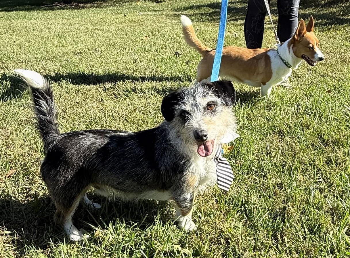 Enlarge Zeek & Bella, a Adoptable mixed breed in Landenberg, PA image 5/5