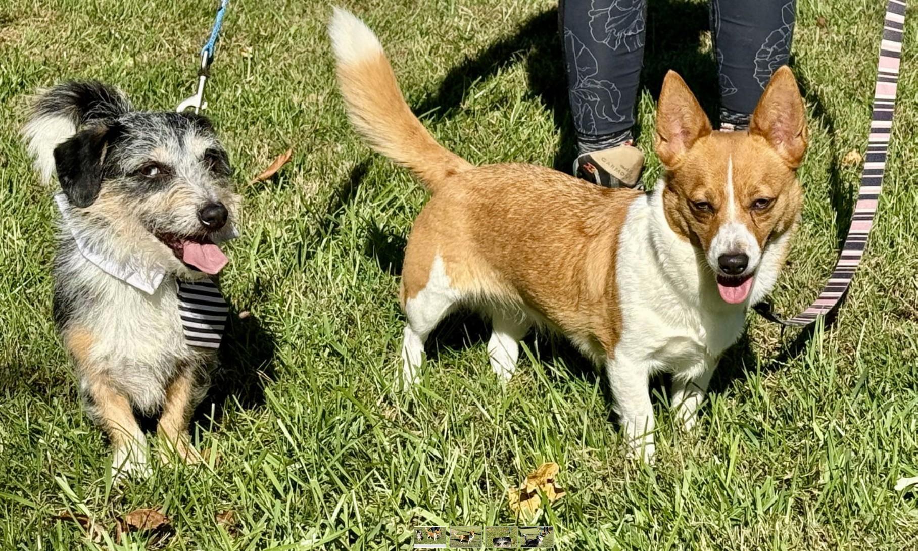 Enlarge Zeek & Bella, a Adoptable mixed breed in Landenberg, PA image 3/5