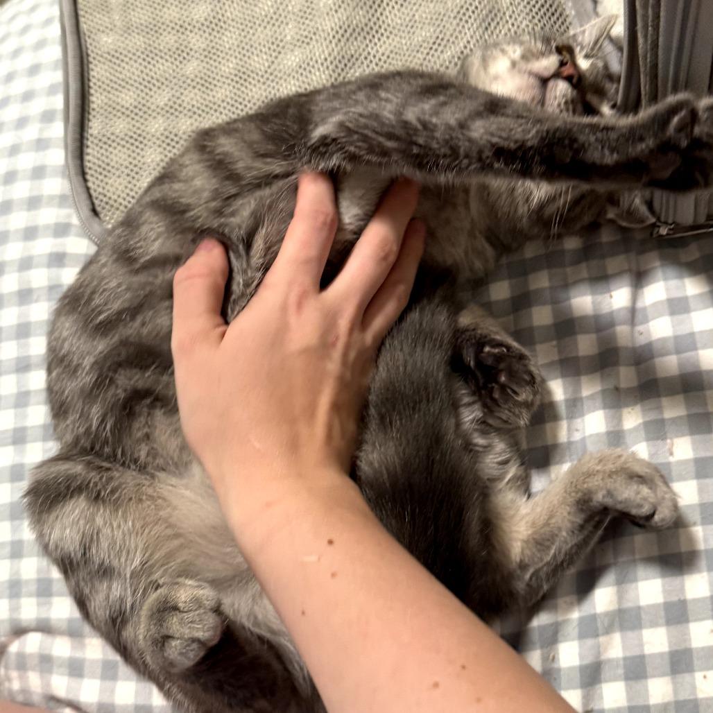 Lottie Lou, Adoptable, Young Female Domestic Short Hair.