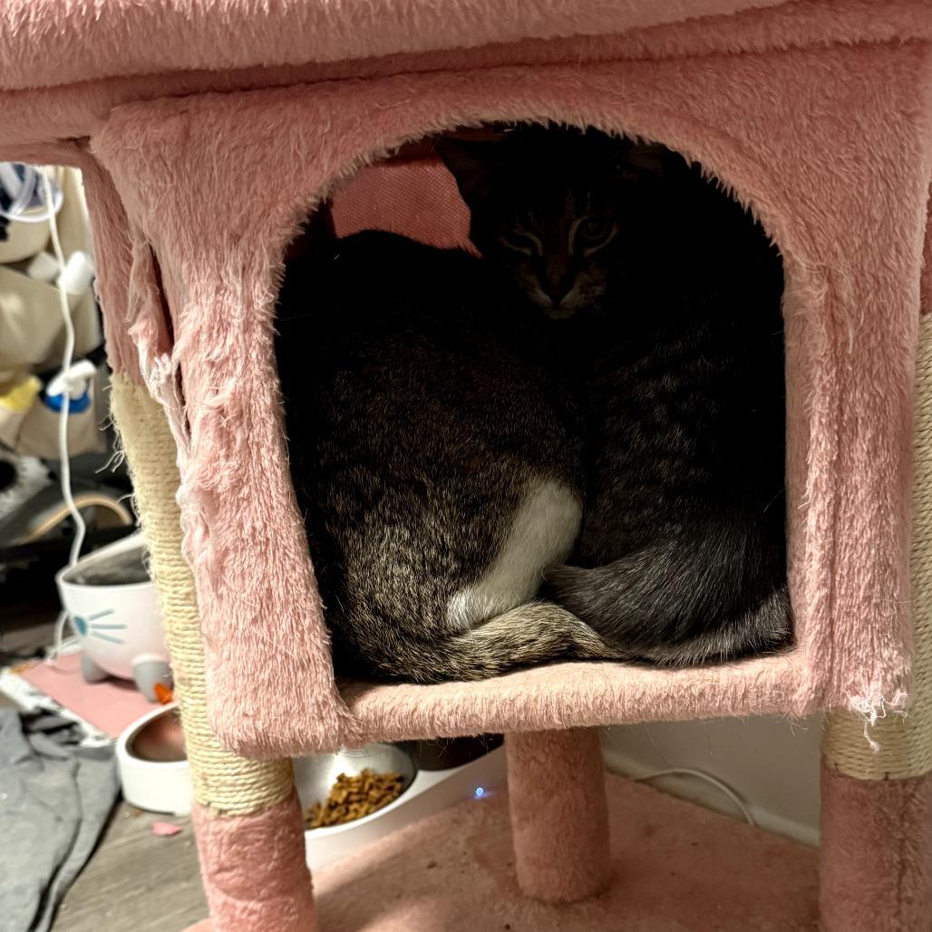 Enlarge Lottie Lou, a Adoptable Domestic Short Hair in PITTSBURGH, PA image 3/5