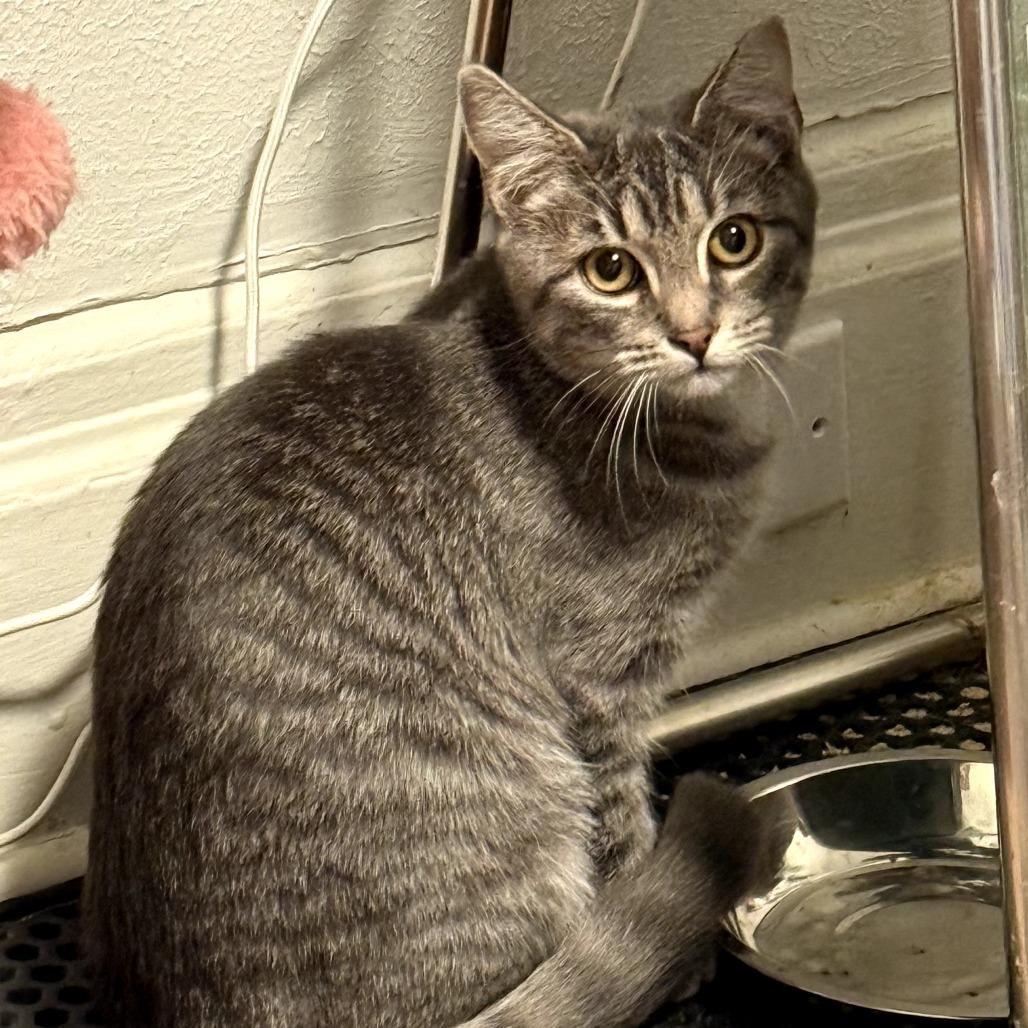 Enlarge Lottie Lou, a Adoptable Domestic Short Hair in PITTSBURGH, PA image 4/5