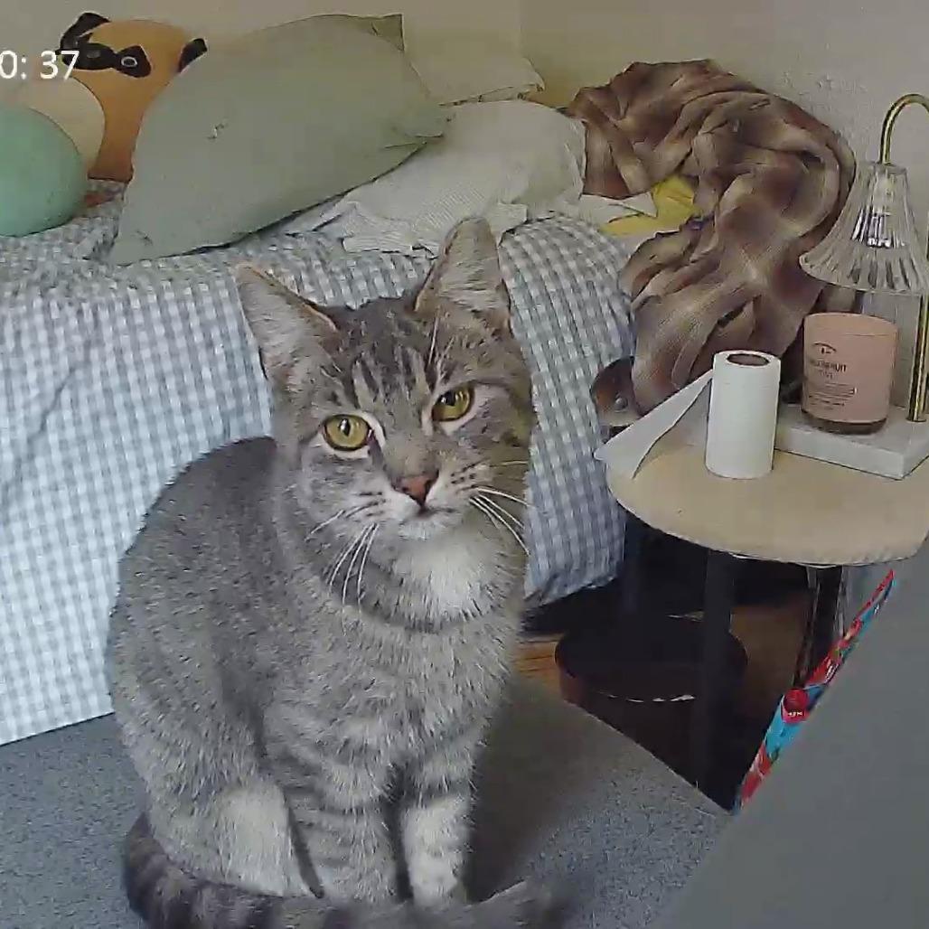 Enlarge Lottie Lou, a Adoptable Domestic Short Hair in PITTSBURGH, PA image 5/5