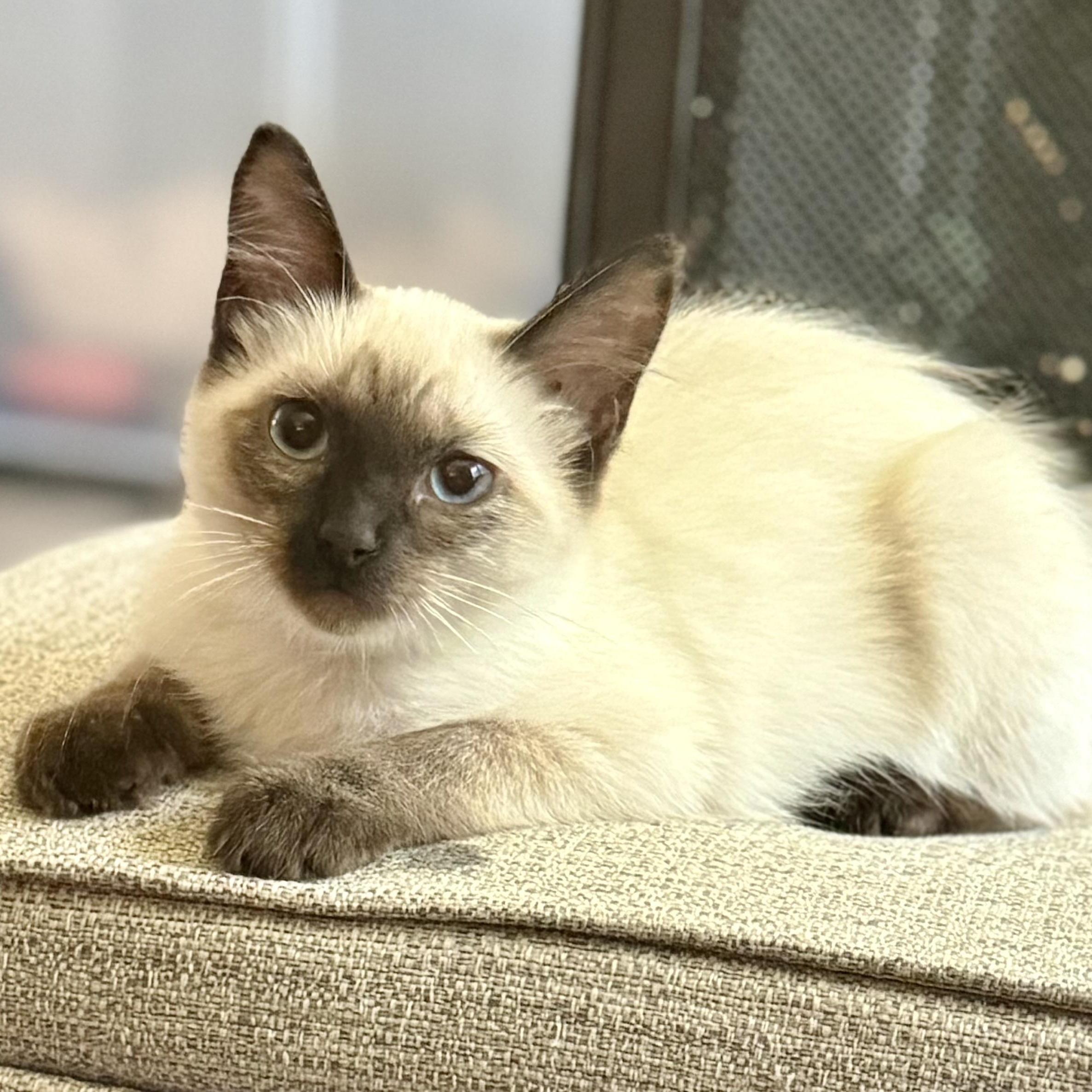 Brooklyn, ADOPTABLE, Young Female Siamese.