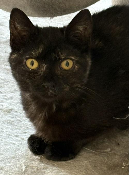 Bianca, ADOPTABLE, Kitten Female Tortoiseshell.