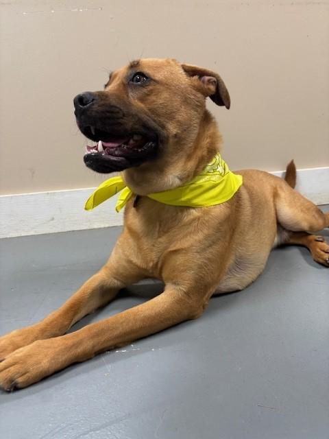 Walker, Young Male Mountain Cur