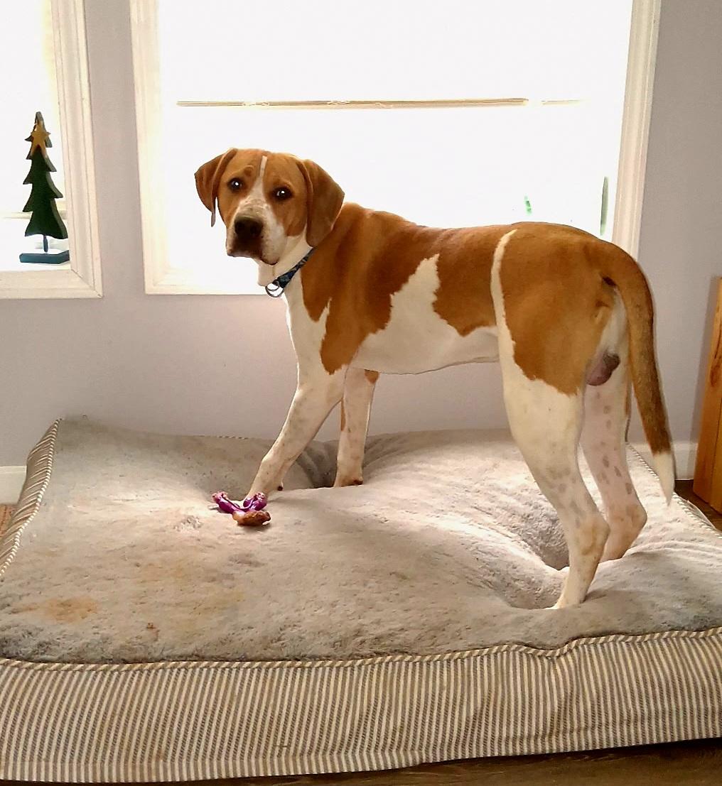 Enlarge Finn, a ADOPTABLE mixed breed in Denver, NC image 2/6