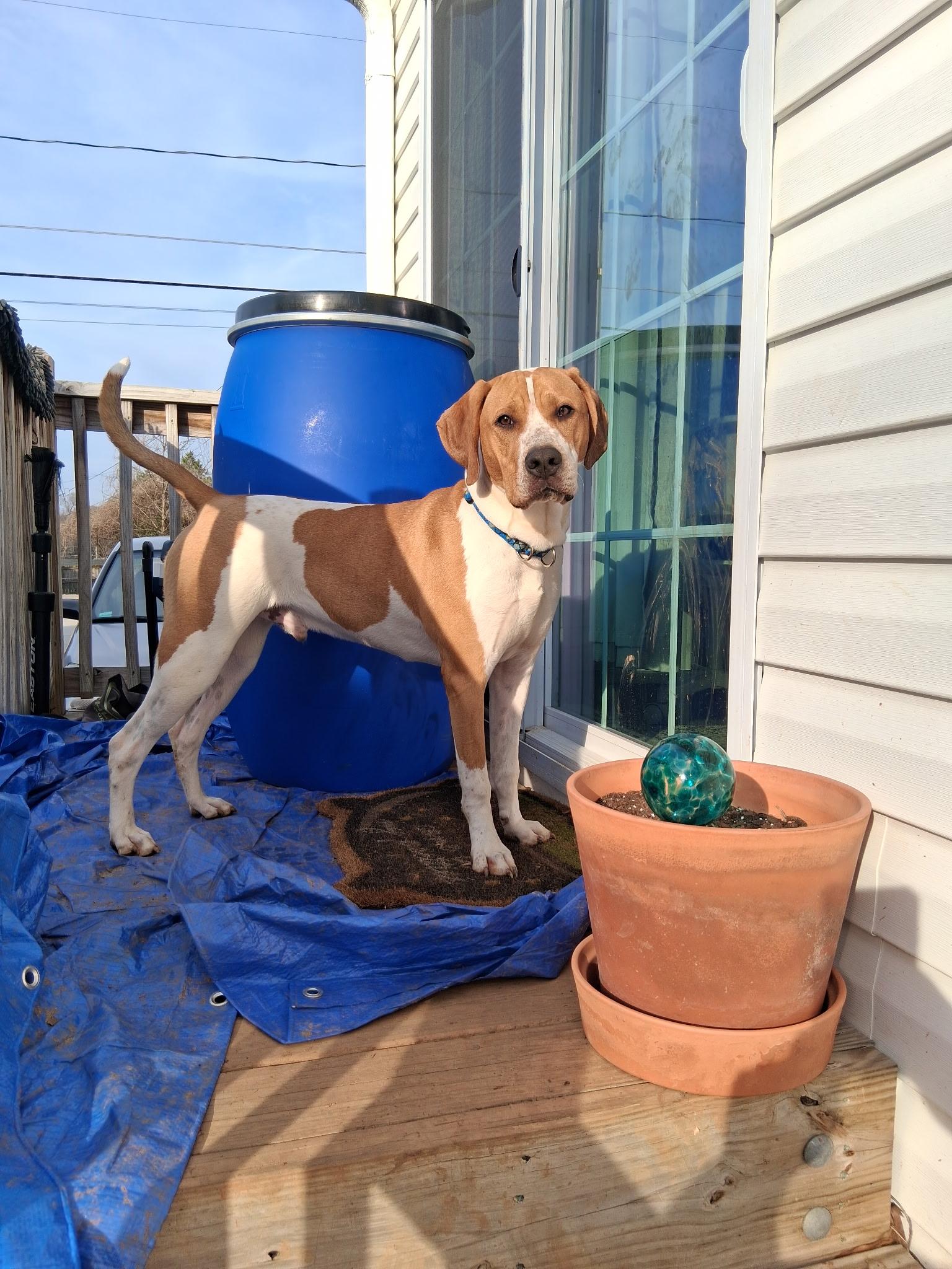 Enlarge Finn, a ADOPTABLE mixed breed in Denver, NC image 5/6