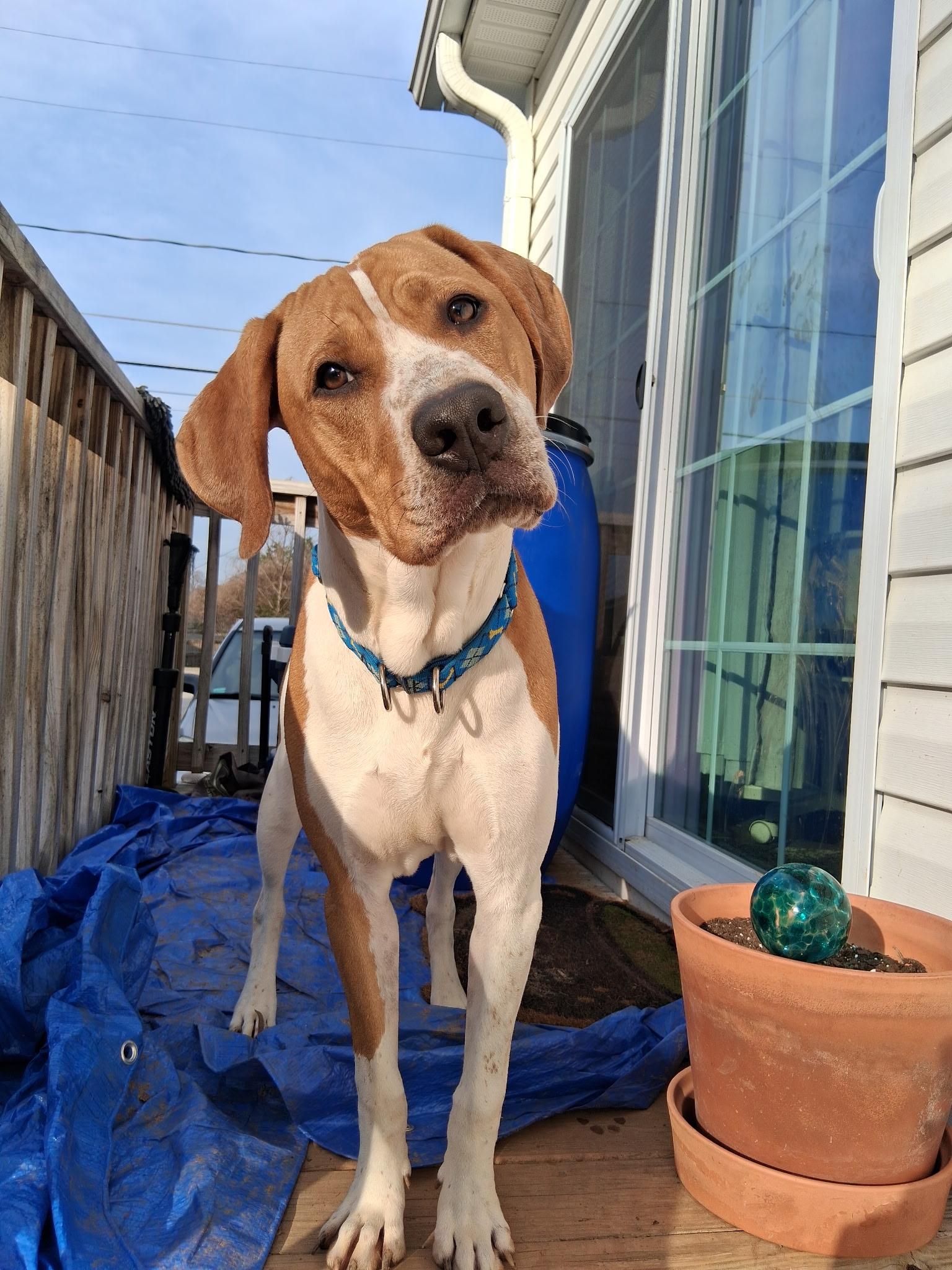 Finn, ADOPTABLE, Young Male Hound.