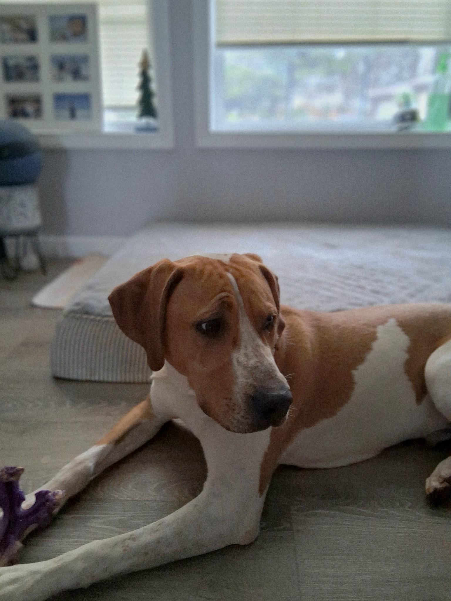 Enlarge Finn, a ADOPTABLE mixed breed in Denver, NC image 4/6