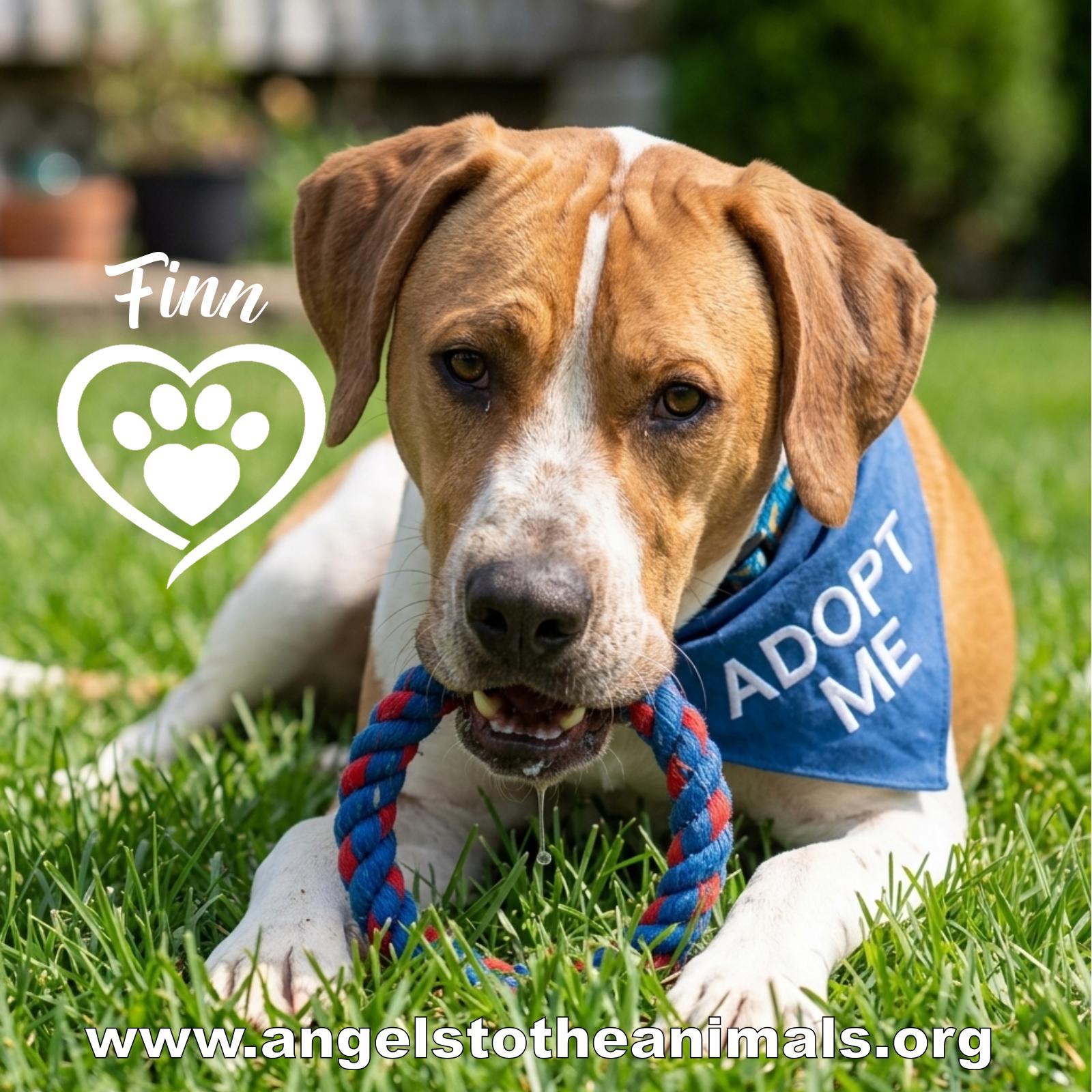 Enlarge Finn, a ADOPTABLE mixed breed in Denver, NC image 1/6