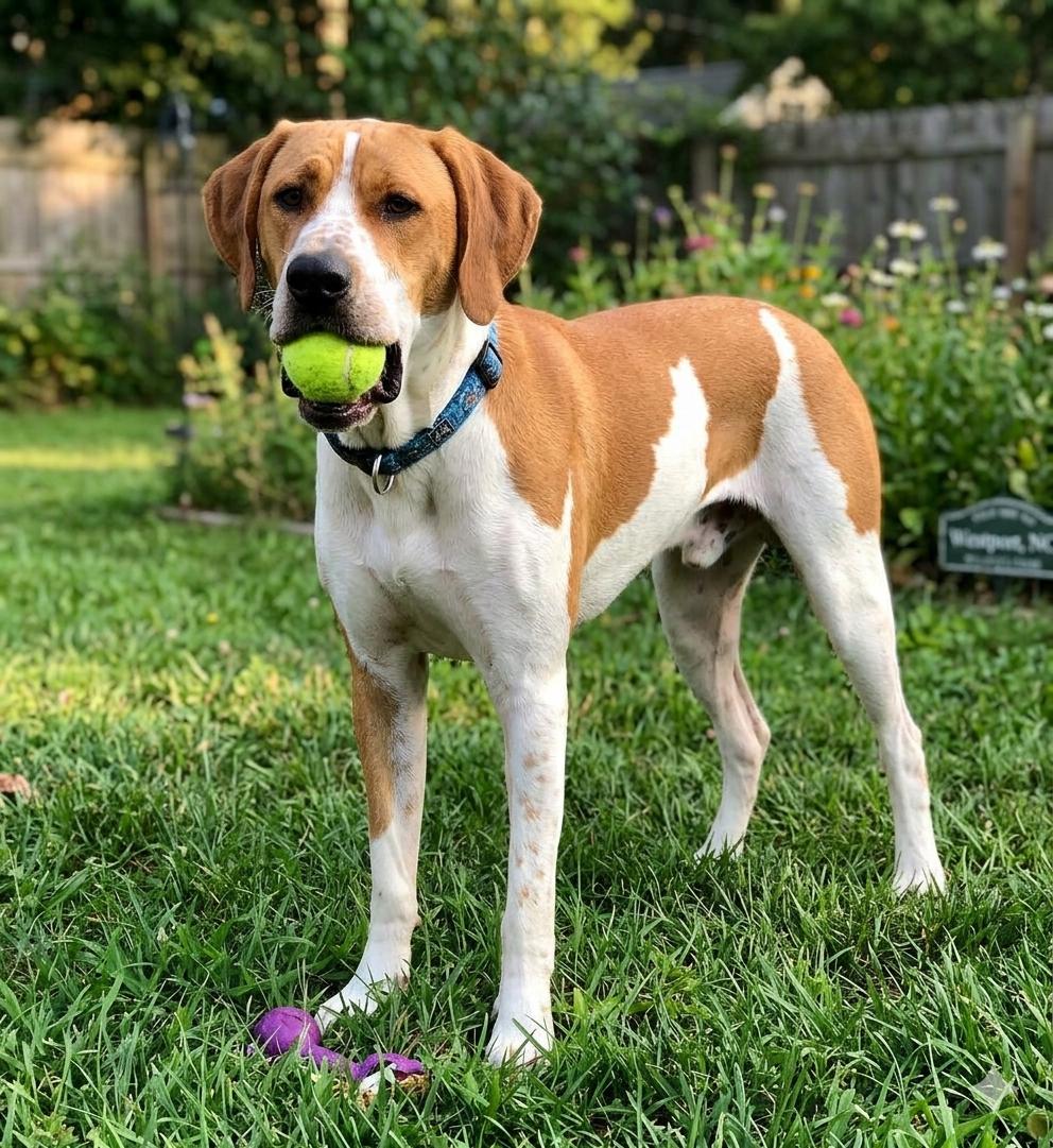 Enlarge Finn, a ADOPTABLE mixed breed in Denver, NC image 2/6