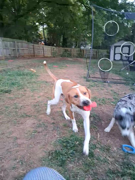 Enlarge Finn, a ADOPTABLE mixed breed in Denver, NC video 3/6
