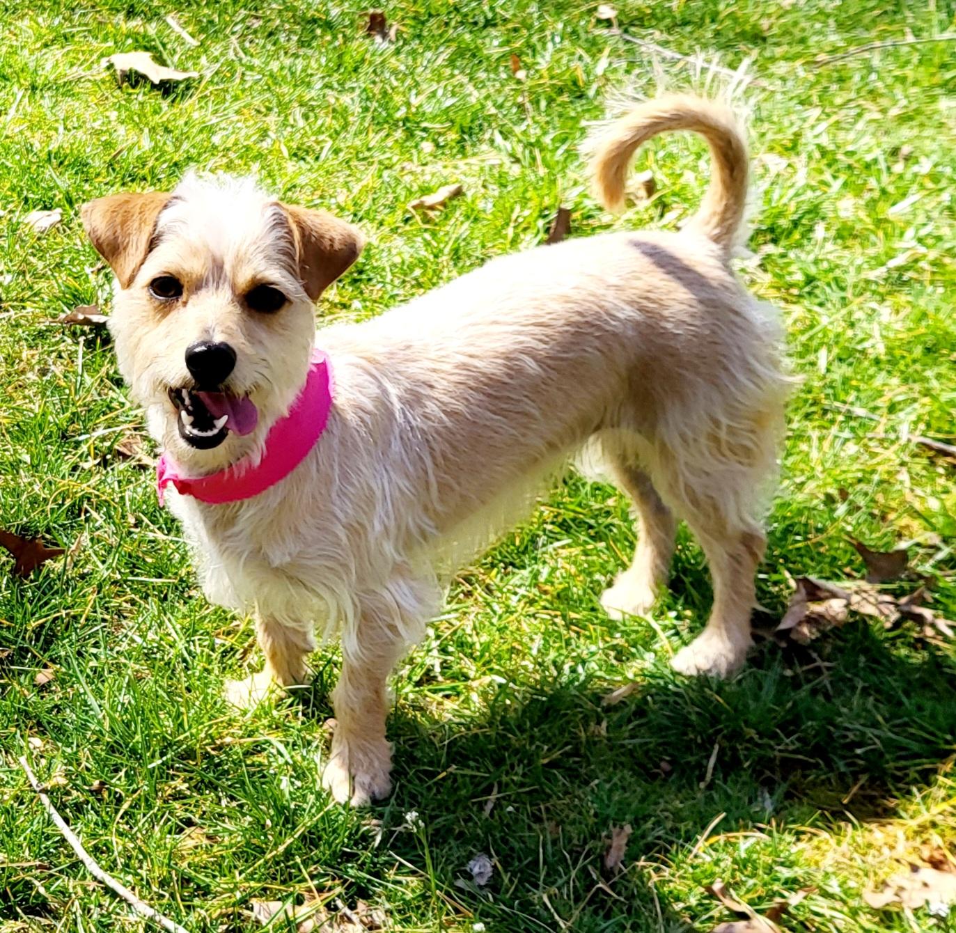 Enlarge LILLY, a Adoptable mixed breed in Barium Springs, NC image 1/2