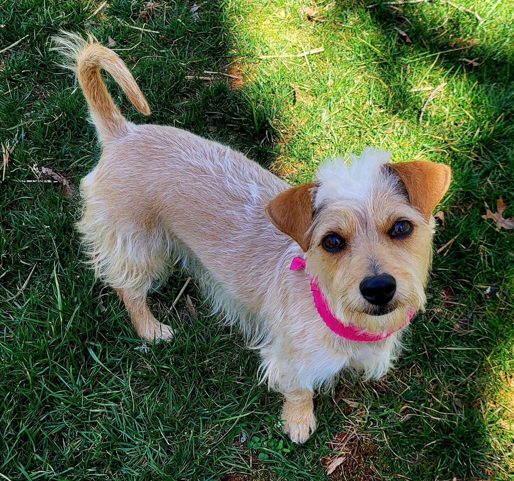 LILLY, Adoptable, Young Female Terrier.