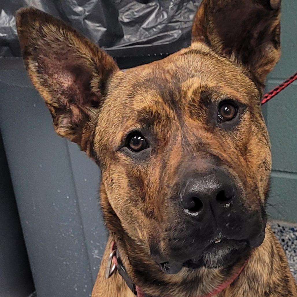 Chopper, Adoptable, Adult Male Shepherd & Mixed Breed.