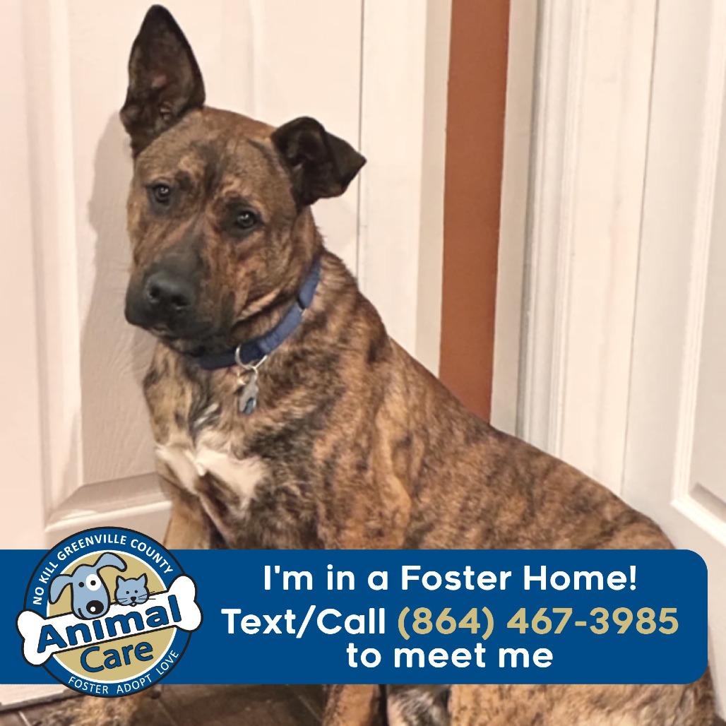 Enlarge Chopper, a Adoptable mixed breed in Greenville, SC image 3/5