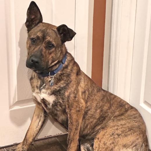 Enlarge Chopper, a Adoptable mixed breed in Greenville, SC image 4/5