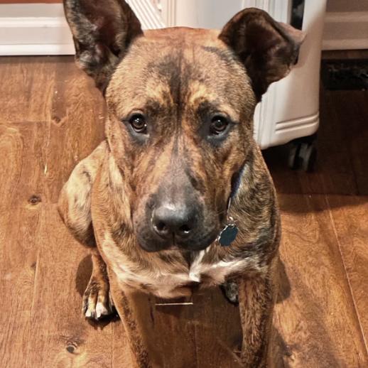 Enlarge Chopper, a Adoptable mixed breed in Greenville, SC image 5/5