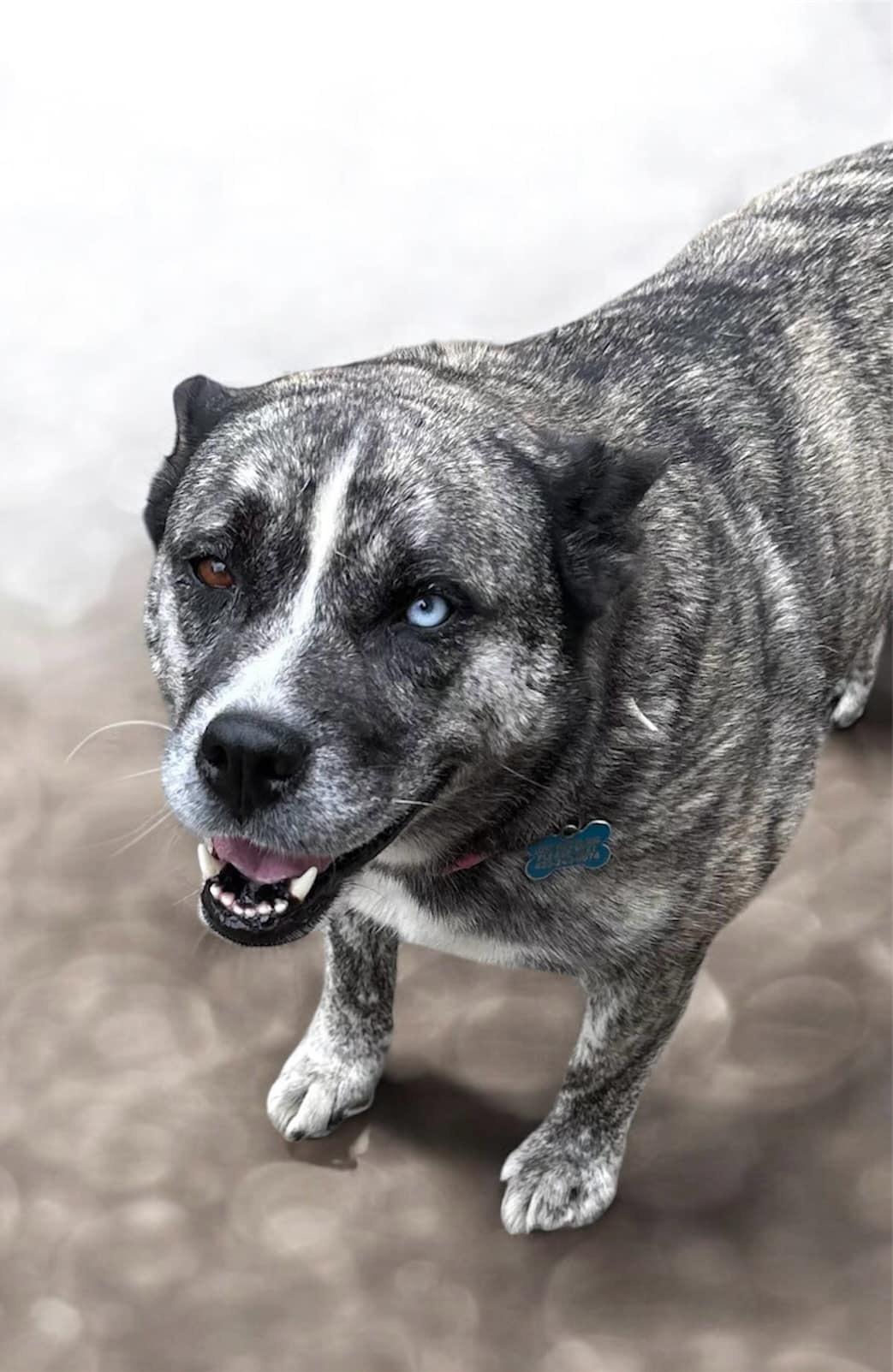 Jada, a Adoptable mixed breed in Sequatchie, TN image 1/3