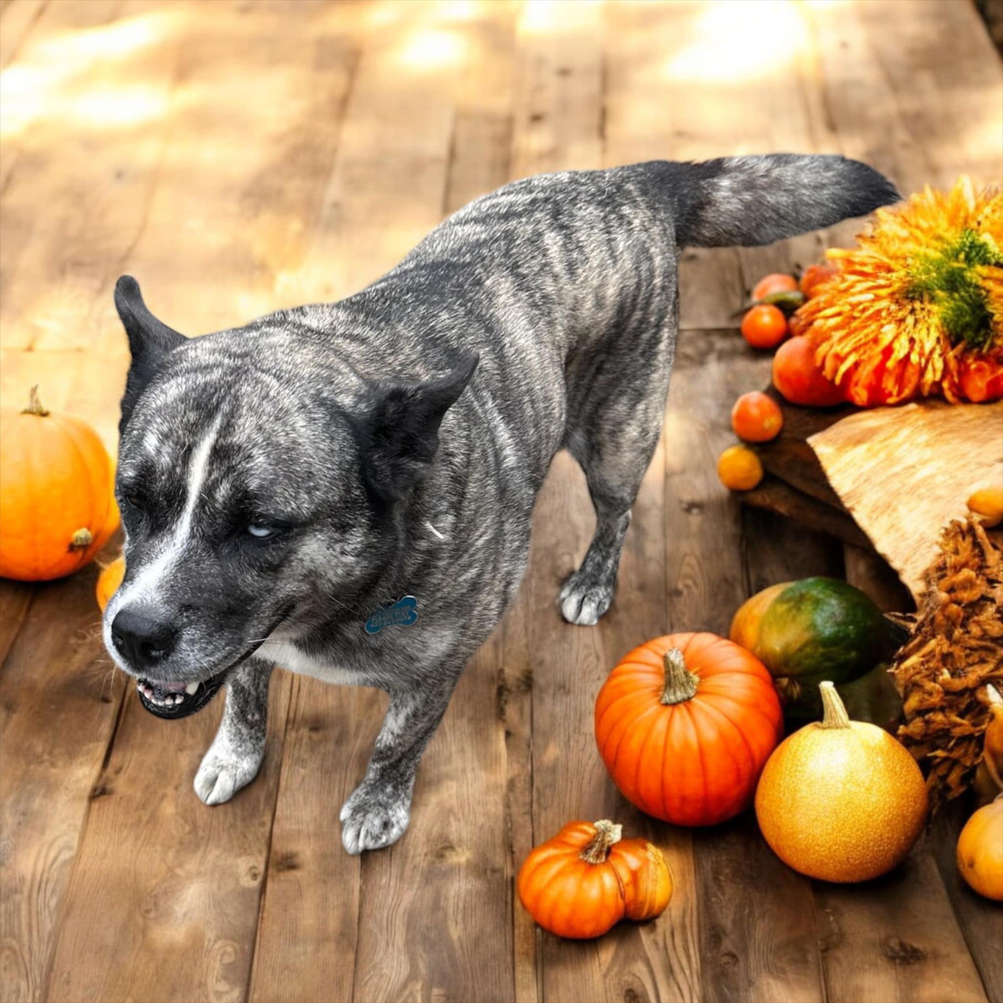 Jada, a Adoptable mixed breed in Sequatchie, TN image 3/3