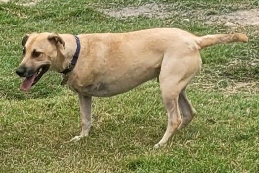 Enlarge Harley, a Adopted mixed breed in Santa Clarita, CA image 1/1