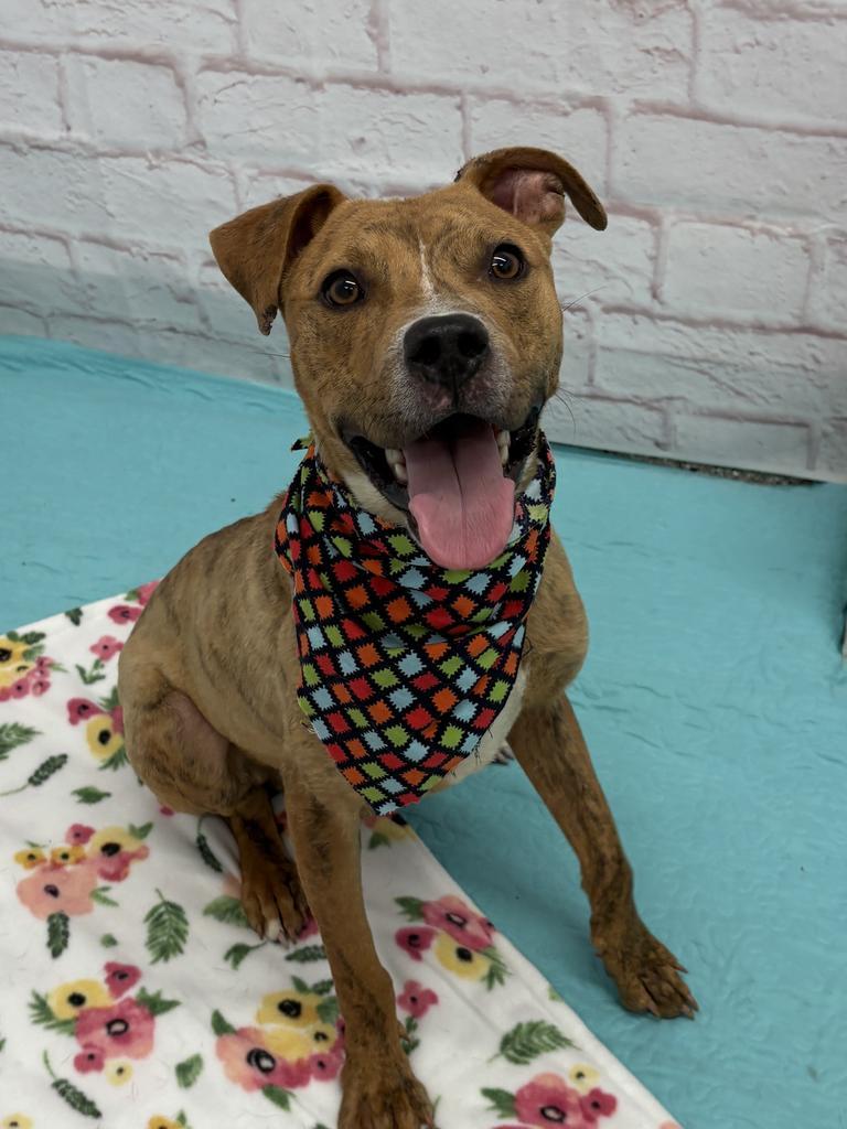 Mr. Wiggles, Adoptable, Puppy Male Boxer & Mixed Breed.