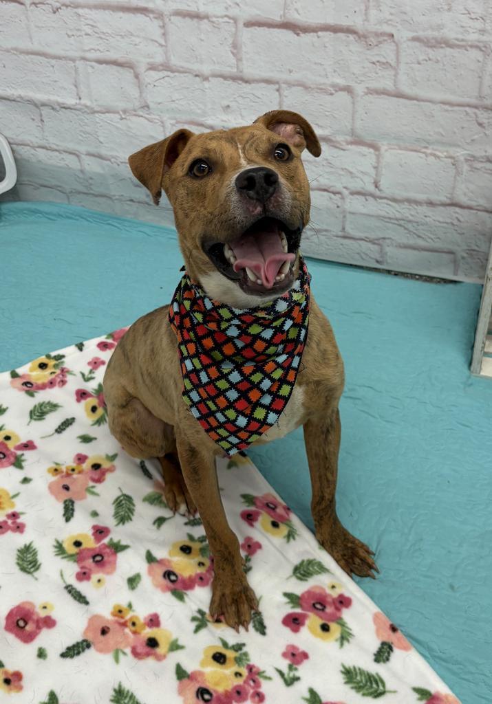 Enlarge Mr. Wiggles, a Adoptable mixed breed in Detroit, MI image 2/6