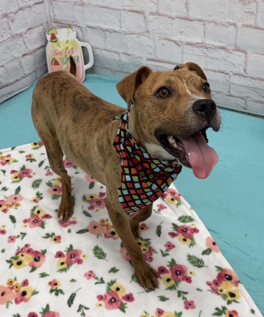 Enlarge Mr. Wiggles, a Adoptable mixed breed in Detroit, MI image 3/6