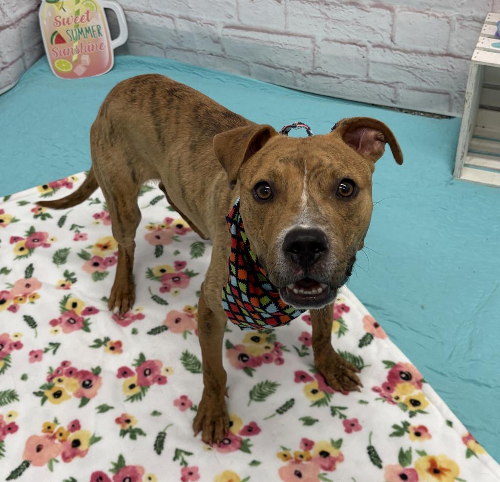 Enlarge Mr. Wiggles, a Adoptable mixed breed in Detroit, MI image 4/6