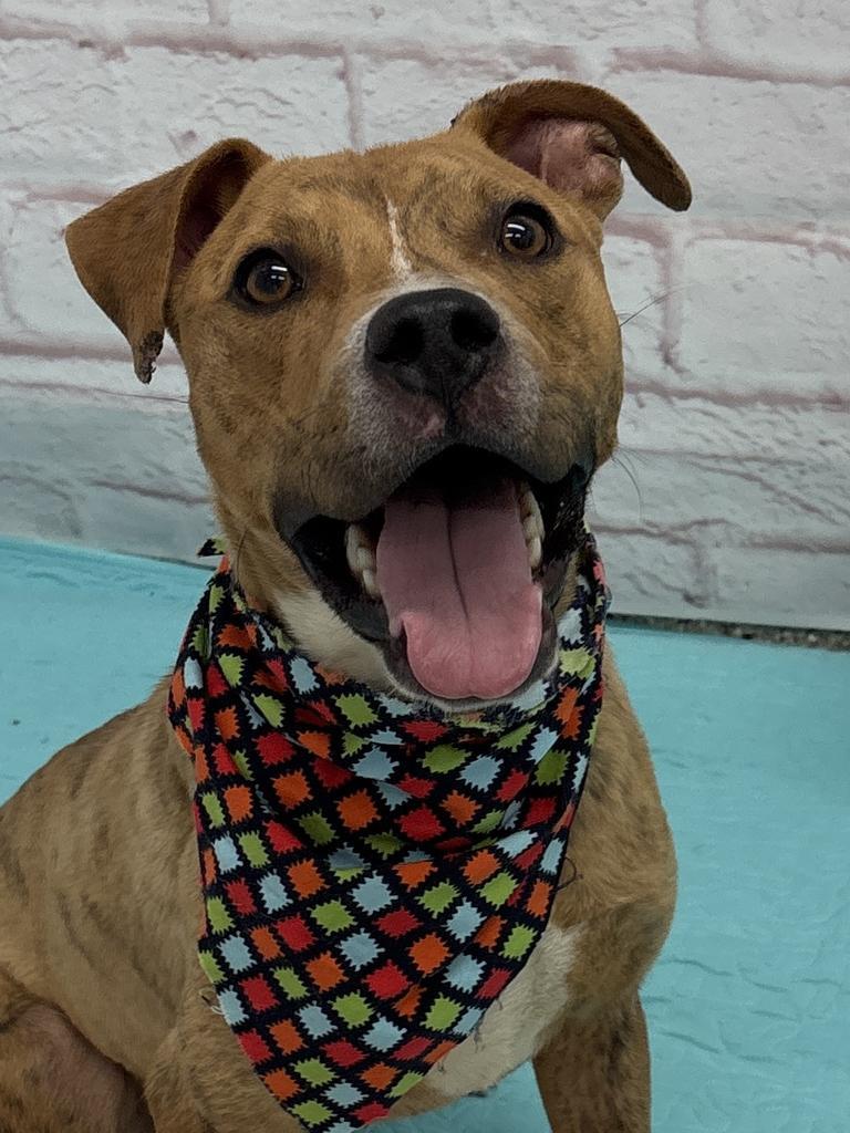 Enlarge Mr. Wiggles, a Adoptable mixed breed in Detroit, MI image 5/6