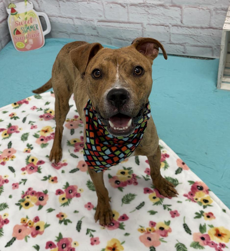 Enlarge Mr. Wiggles, a Adoptable mixed breed in Detroit, MI image 6/6