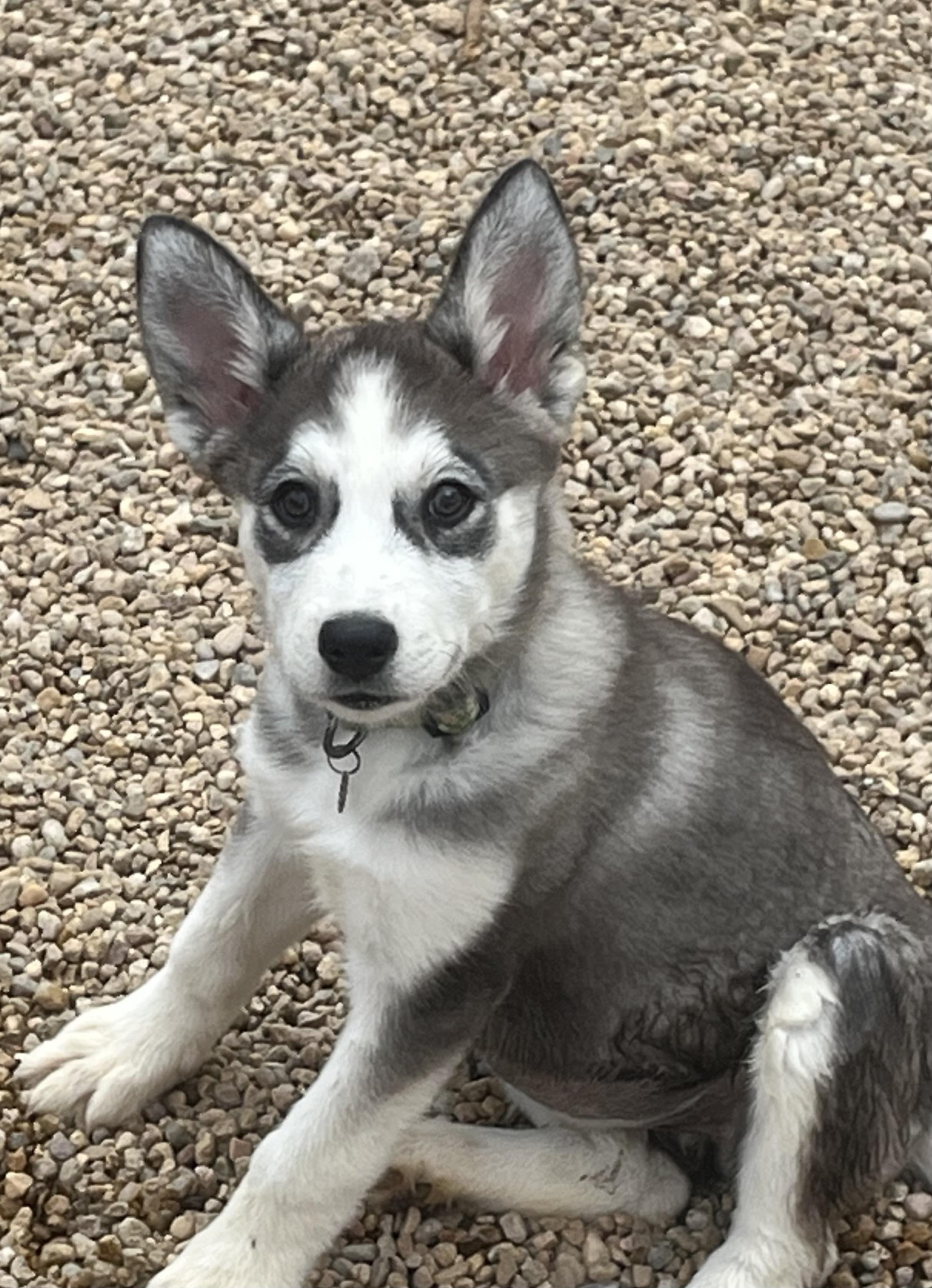 Bethany, Adoptable, Puppy Female Siberian Husky.