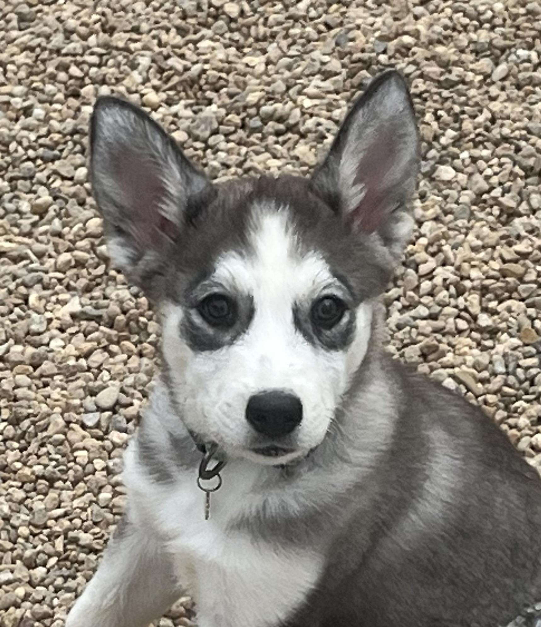Enlarge Bethany, a Adoptable mixed breed in Longmont, CO image 2/2