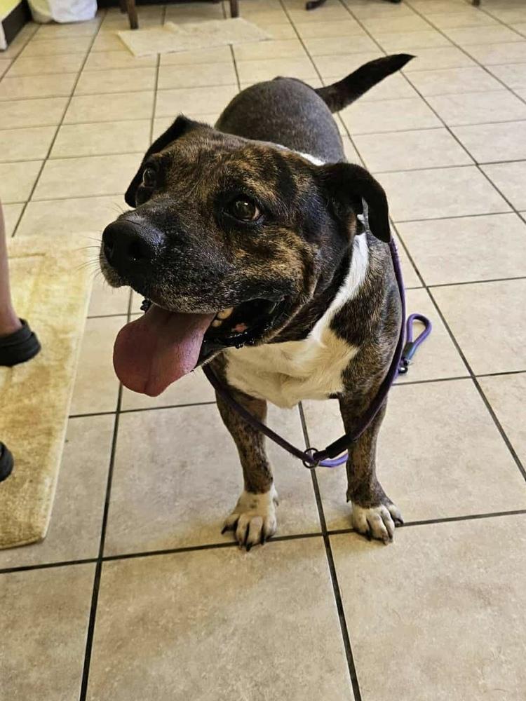 Enlarge Charlie, a Adoptable mixed breed in Pottstown, PA image 2/5