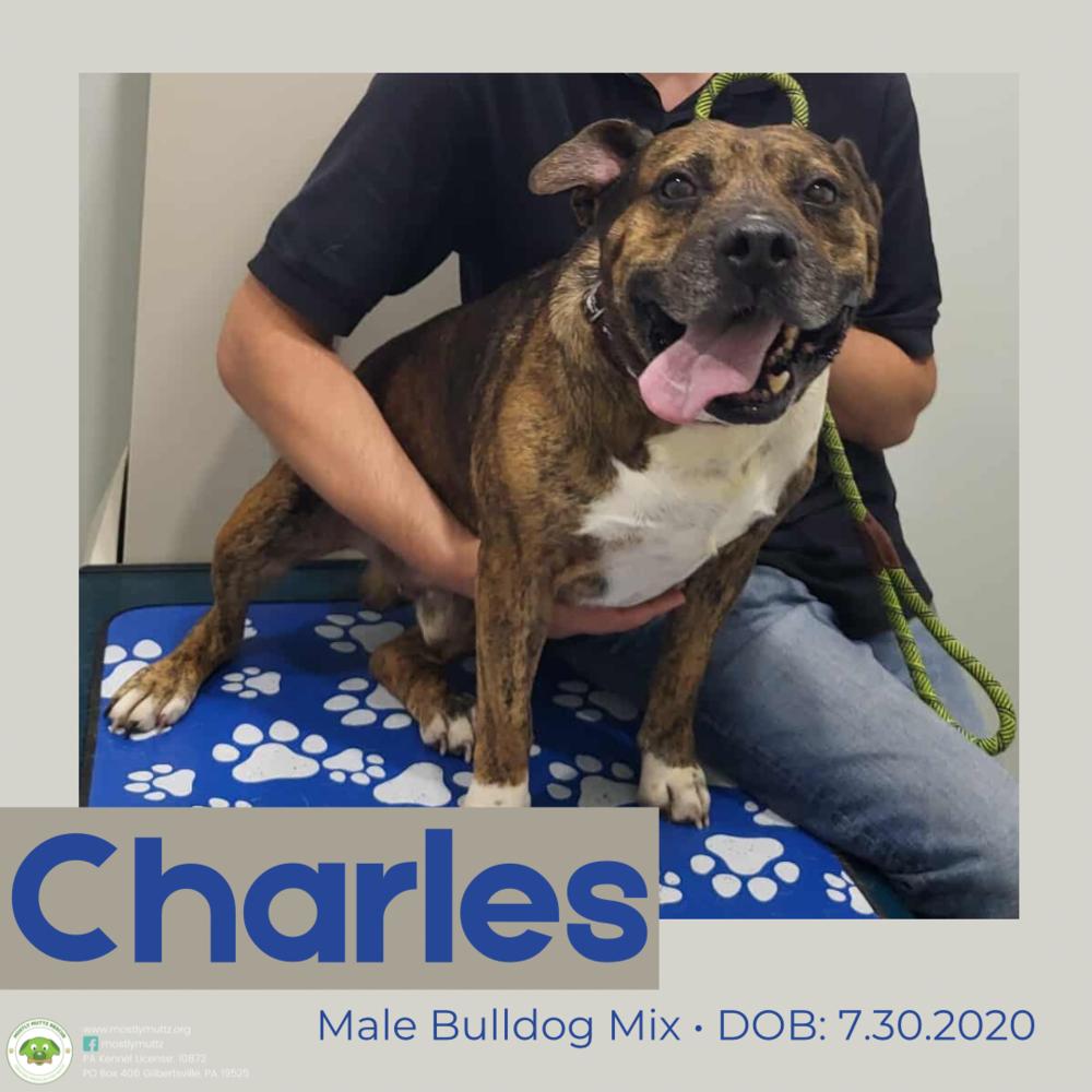 Charles, Adoptable, Adult Male American Bulldog.