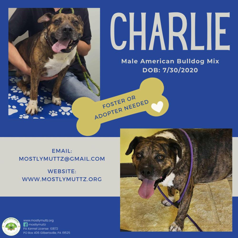 Enlarge Charlie, a Adoptable mixed breed in Pottstown, PA image 1/5