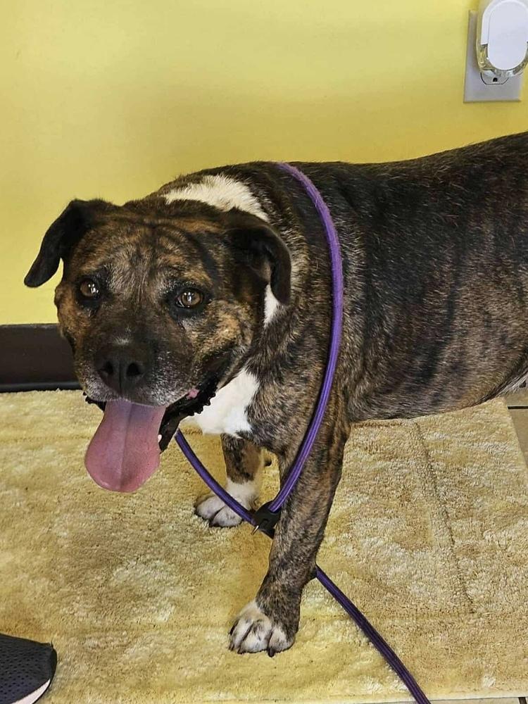 Enlarge Charlie, a Adoptable mixed breed in Pottstown, PA image 3/5