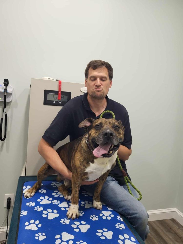 Enlarge Charlie, a Adoptable mixed breed in Pottstown, PA image 4/5