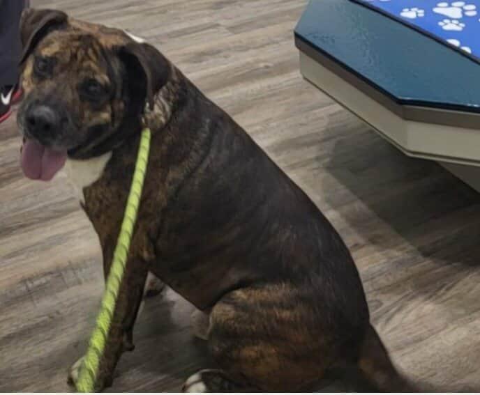 Enlarge Charlie, a Adoptable mixed breed in Pottstown, PA image 5/5