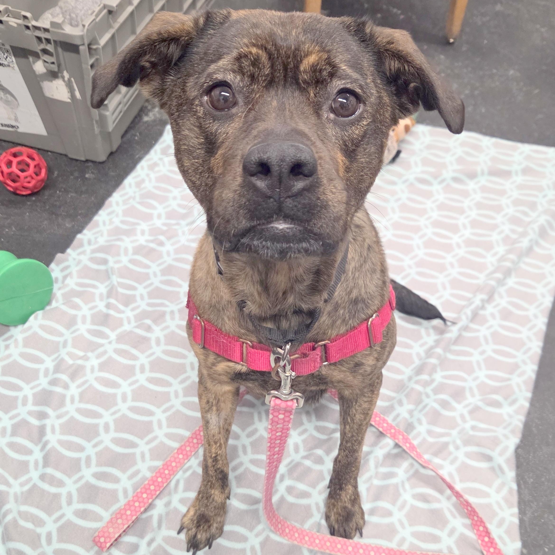 Nesta-An absolute sweetheart, a ADOPTABLE mixed breed in Oshkosh, WI image 3/3