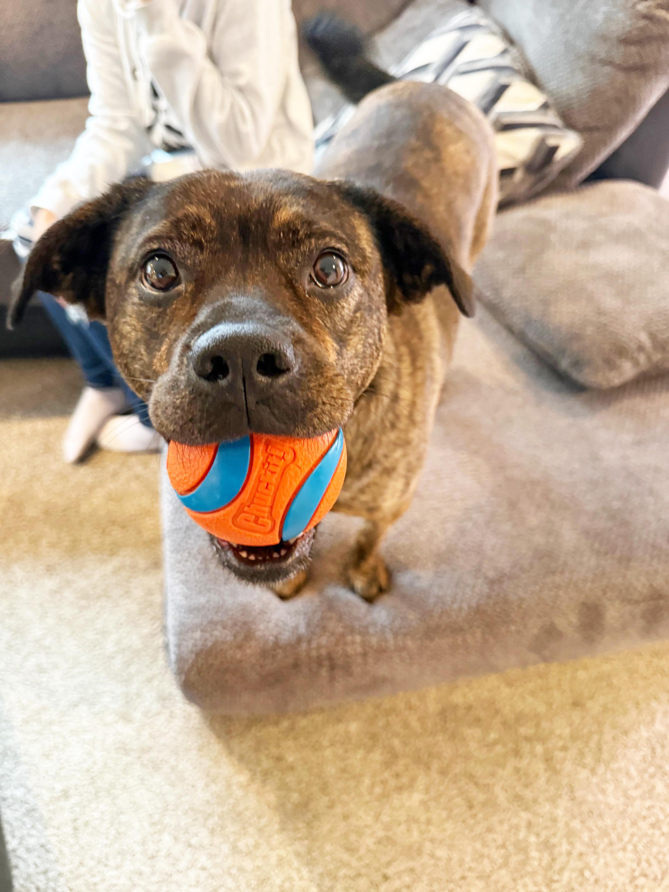 Enlarge Nesta - cuddly lap dog, so sweet!, a ADOPTABLE mixed breed in Oshkosh, WI image 4/6