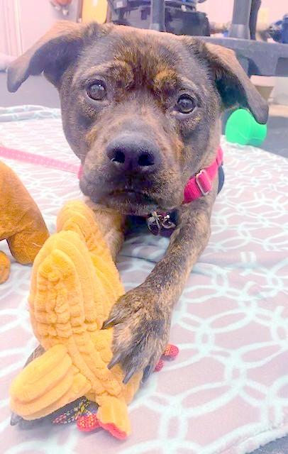 Nesta-An absolute sweetheart, a ADOPTABLE mixed breed in Oshkosh, WI image 2/3